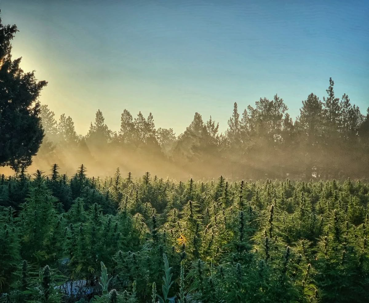 Buy Marijuana Edible Cookies